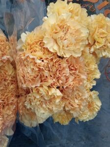 Carnations (Stem)